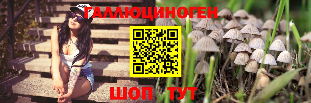 Псилоцибиновые грибы прущие грибы  Владивосток 